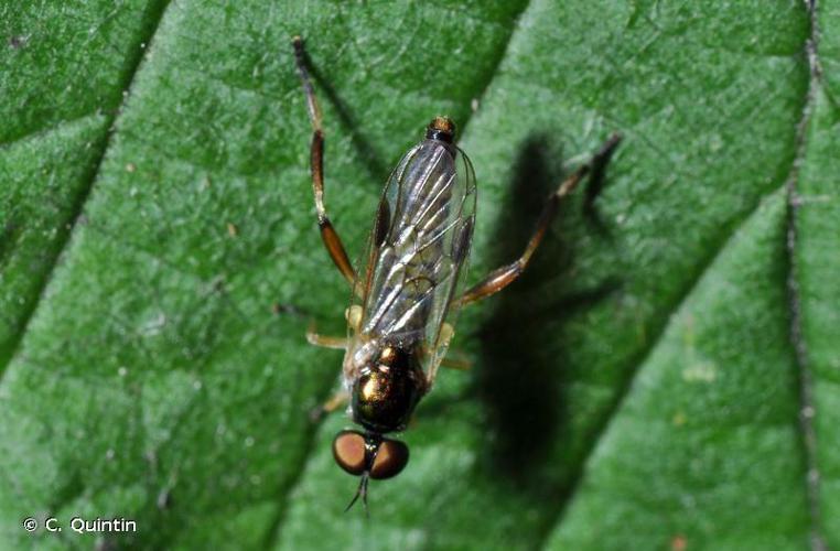 Chorisops tibialis © C. Quintin