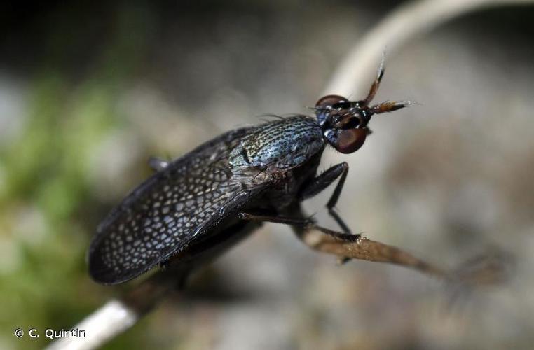 Coremacera marginata © C. Quintin