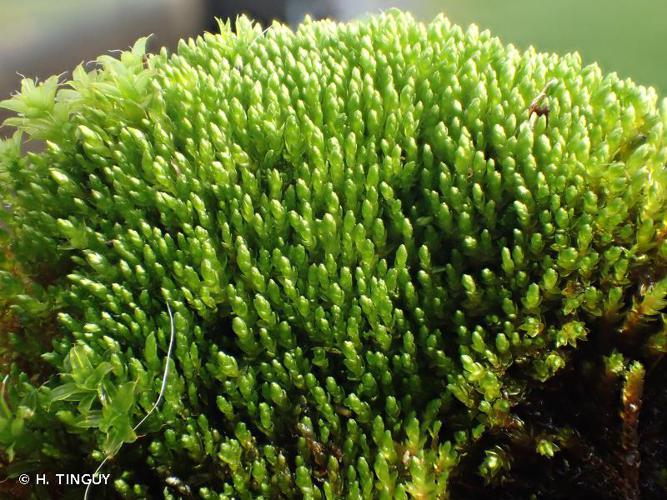 Bryum dichotomum © H. TINGUY