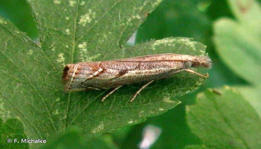 Agriphila geniculea © F. Michalke