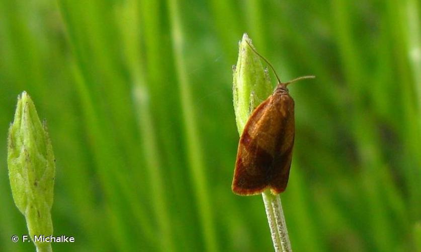 Cacoecimorpha pronubana © F. Michalke