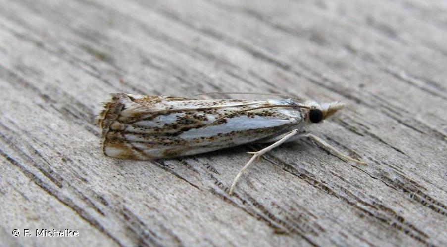 Catoptria falsella © F. Michalke