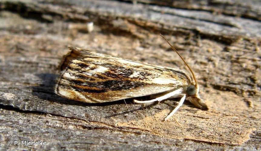 Catoptria verellus © F. Michalke