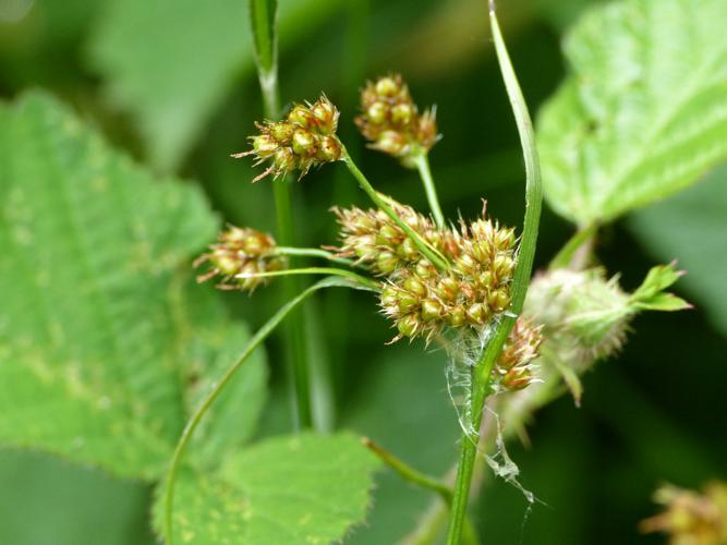 Luzule multiflore (Luzula multiflora) © Morvan Debroize