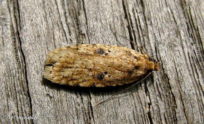 Agonopterix arenella © F. Michalke