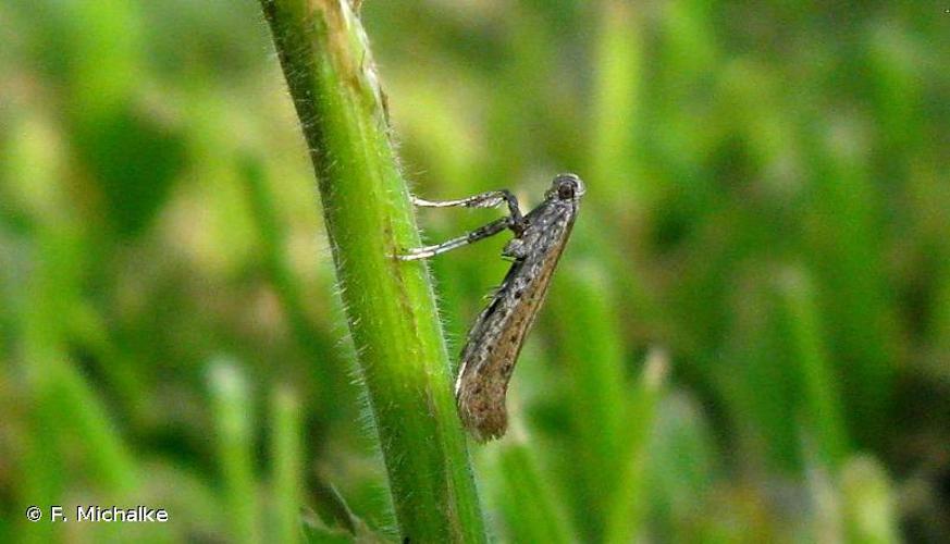 Aspilapteryx tringipennella © F. Michalke