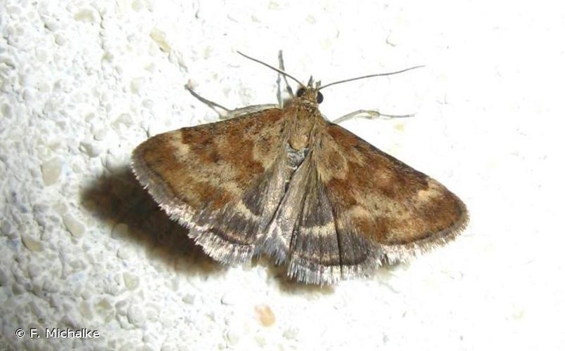 Pyrausta despicata © F. Michalke