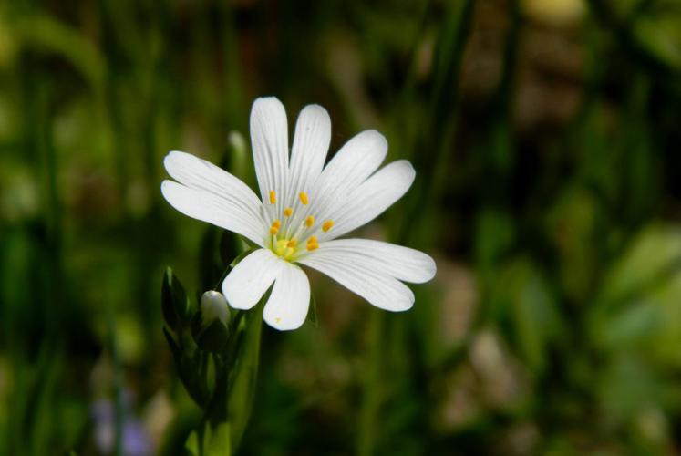 Stellaire holostée (Stellaria holostea) © Morvan Debroize