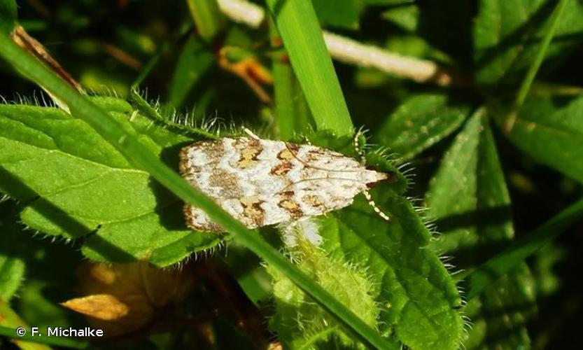 Scoparia pyralella © F. Michalke