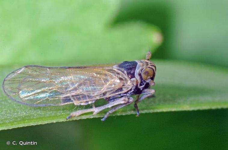 Javesella pellucida © C. Quintin