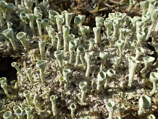 Cladonia fimbriata © H. TINGUY