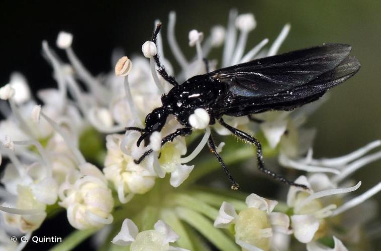 Dilophus febrilis © C. Quintin