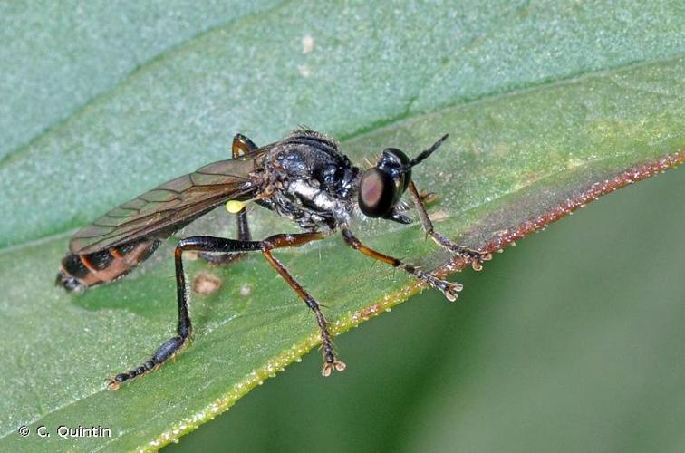 Dioctria hyalipennis © C. Quintin