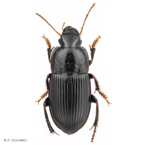 Harpalus tardus © F. Chevaillot