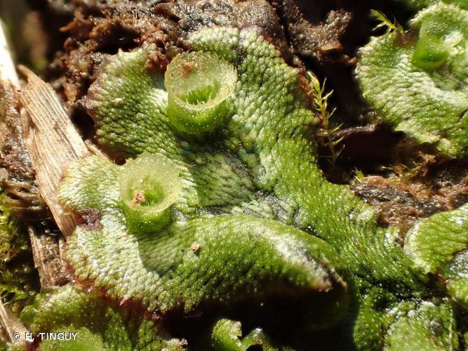 Marchantia polymorpha © H. TINGUY