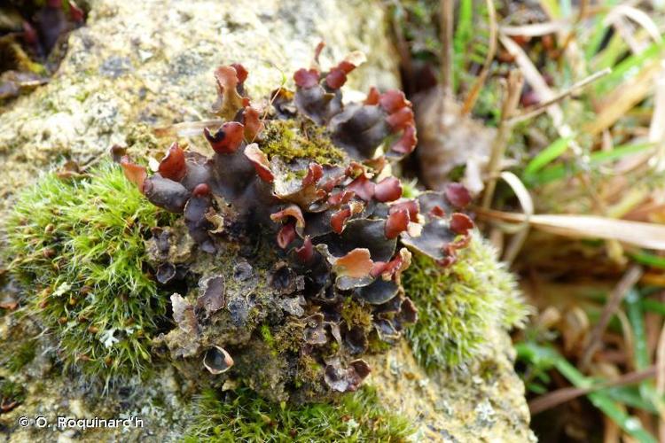 Peltigera didactyla © O. Roquinarc'h