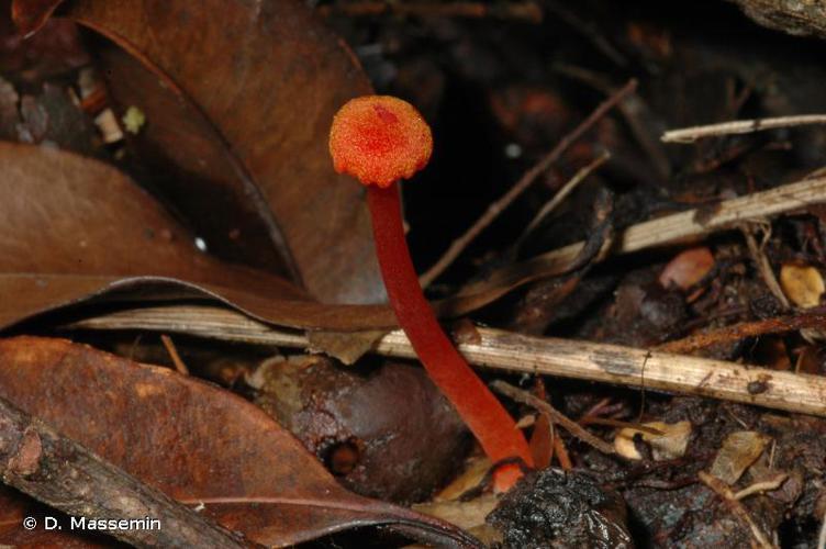 Hygrocybe miniata © D. Massemin