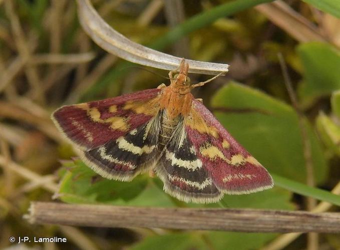 Pyrausta ostrinalis © J-P. Lamoline