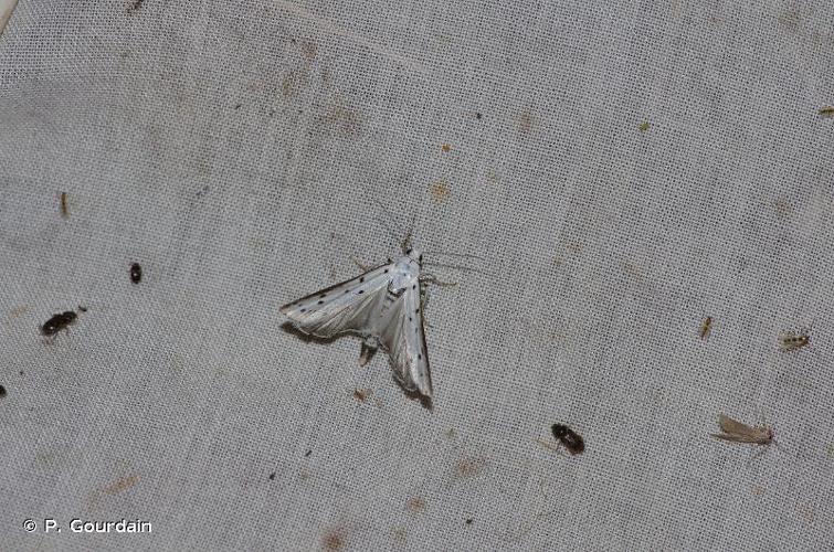 Myelois circumvoluta © P. Gourdain