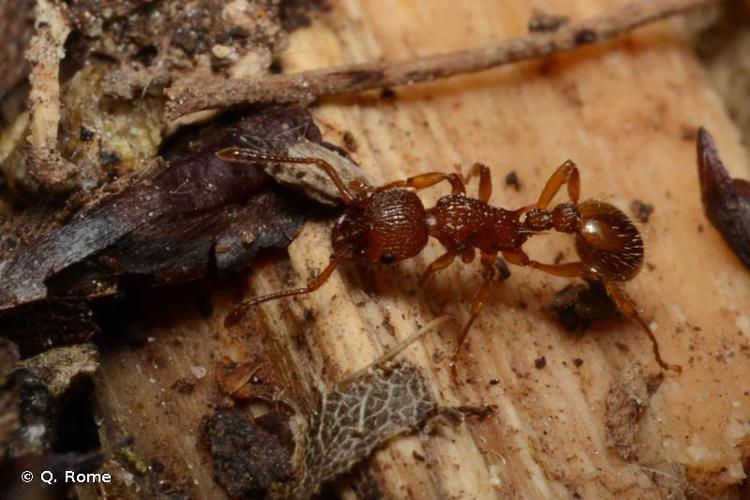 Myrmica scabrinodis © Q. Rome