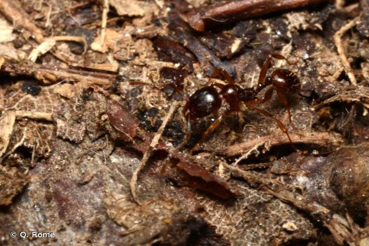 Aphaenogaster subterranea © Q. Rome