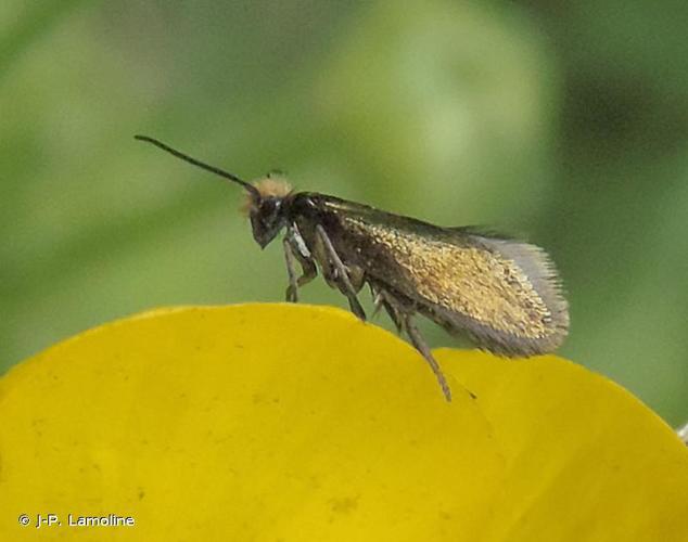 Micropterix calthella © J-P. Lamoline