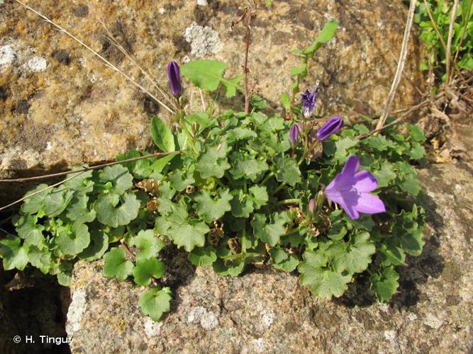 Campanula portenschlagiana © H. Tinguy