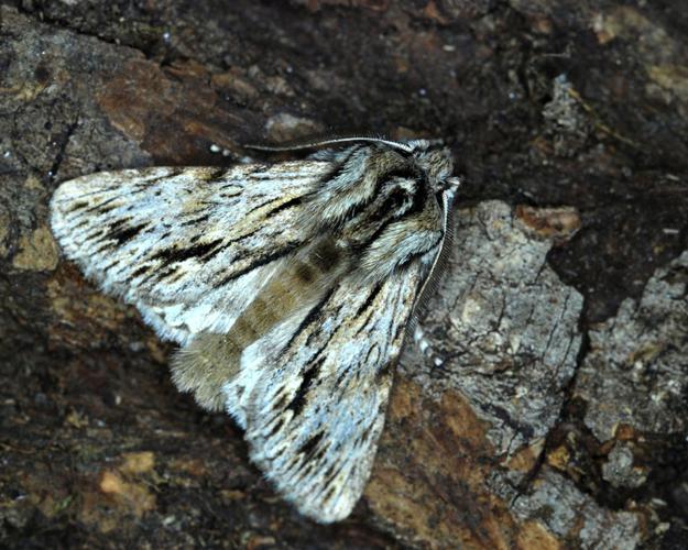 Noctuelle-Sphinx (Asteroscopus sphinx) © Bertrand Debroize