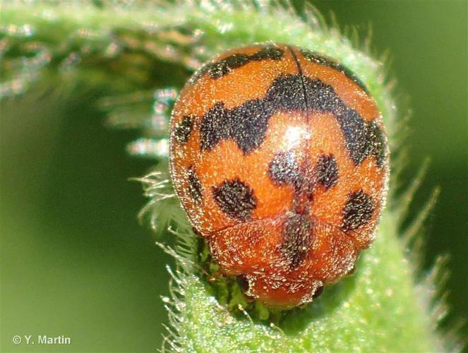 Subcoccinella vigintiquatuorpunctata © Y. Martin