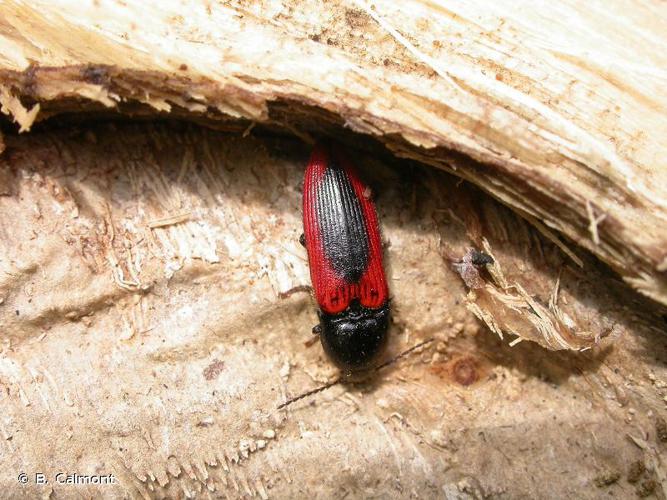 Ampedus sanguinolentus © B. Calmont