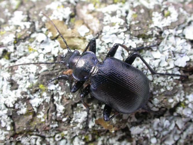 Calosoma inquisitor © B. Calmont