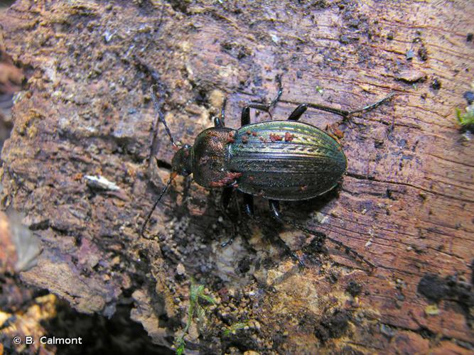 Carabus cancellatus © B. Calmont