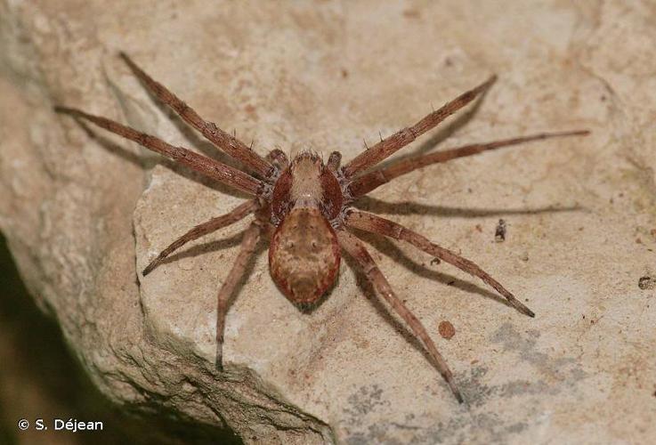 Philodromus cespitum © S. Déjean