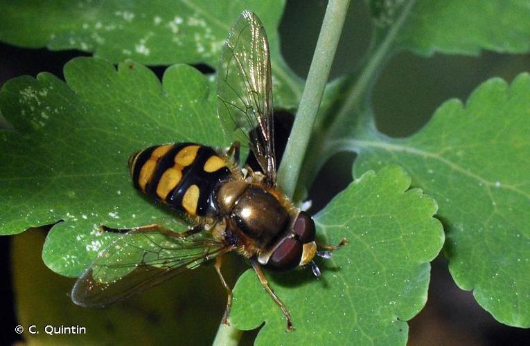 Eupeodes latifasciatus © C. Quintin