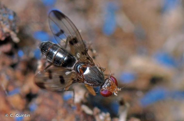 Geomyza tripunctata © C. Quintin