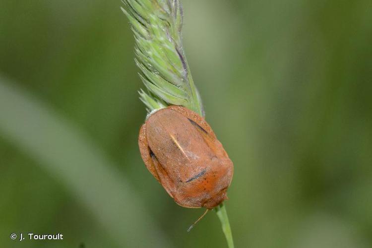 Eurygaster austriaca © J. Touroult