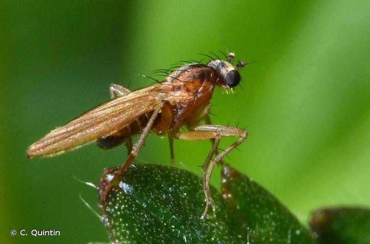 Lonchoptera lutea © C. Quintin