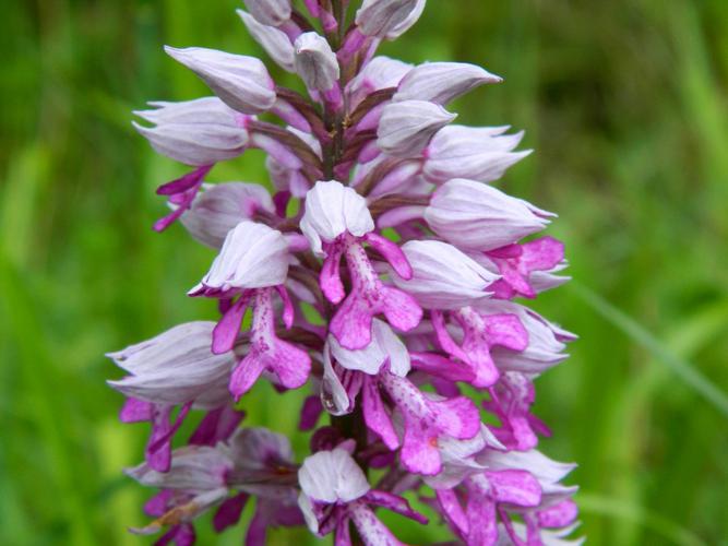 Orchis militaire (Orchis militaris) © Morvan Debroize