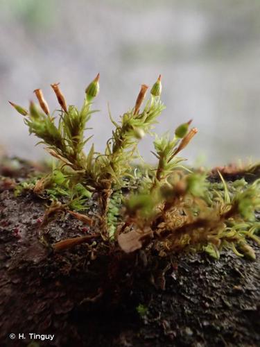 Orthotrichum pulchellum © H. Tinguy