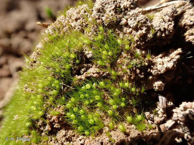 Pleuridium acuminatum © H. Tinguy