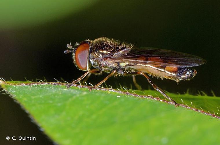 Melanostoma mellinum © C. Quintin