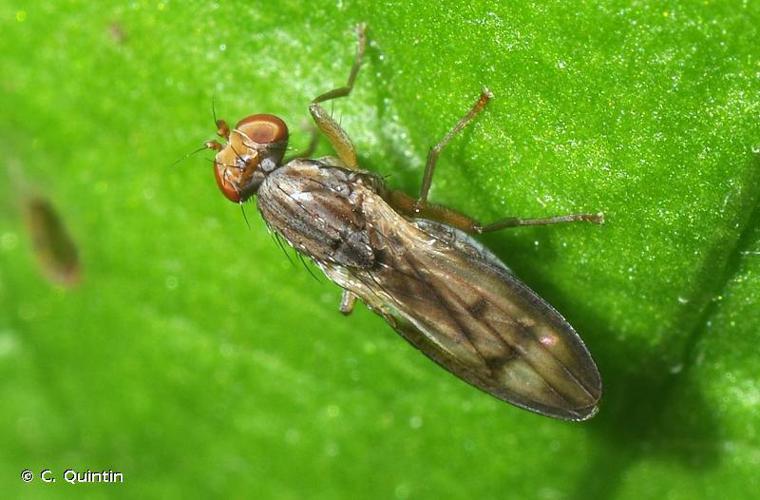 Opomyza germinationis © C. Quintin