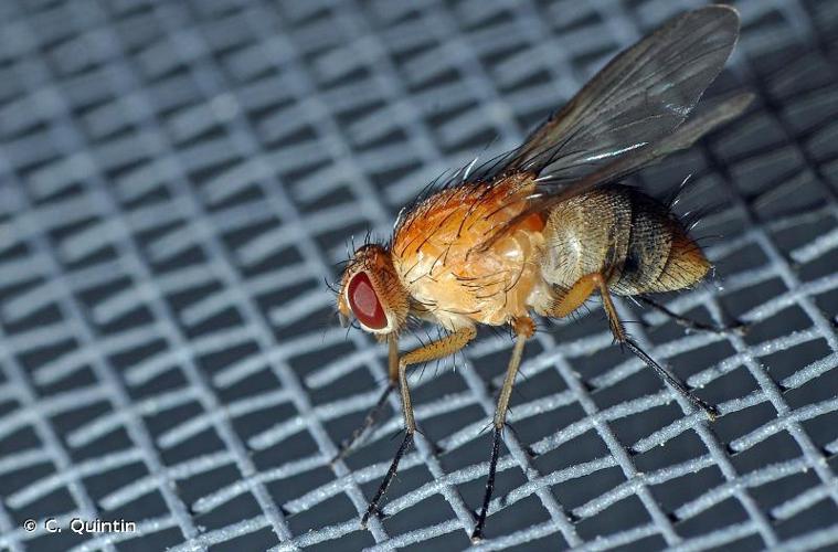 Phaonia pallida © C. Quintin