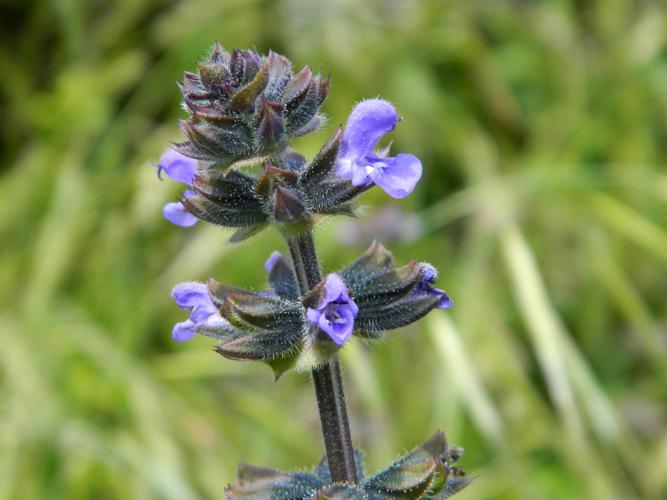 Sauge fausse verveine (Salvia verbenaca) © Morvan Debroize