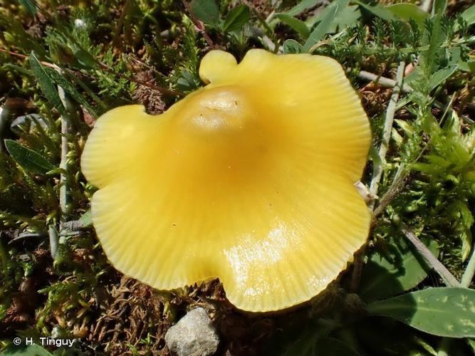 Hygrocybe euroflavescens © H. Tinguy