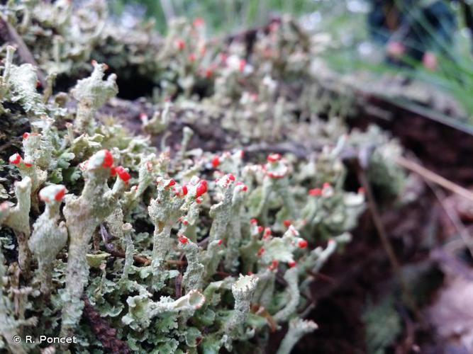 Cladonia diversa © R. Poncet