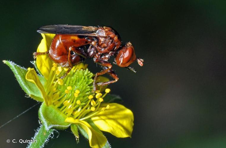 Sicus ferrugineus © C. Quintin