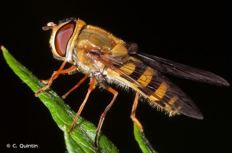 Syrphus vitripennis © C. Quintin