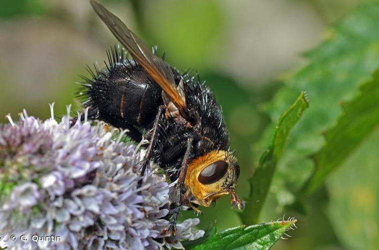 Tachina grossa © C. Quintin