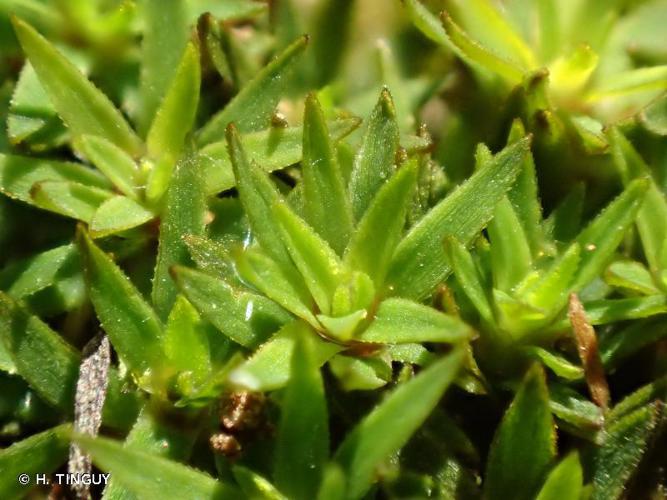 Pogonatum aloides © H. TINGUY